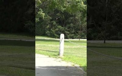 Parker with a sidearm throw with the upcoming Dynamic Discs Intent