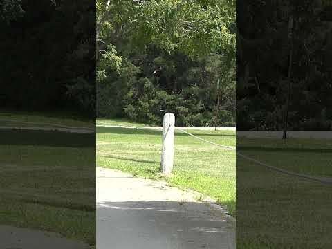 Parker with a sidearm throw with the upcoming Dynamic Discs Intent